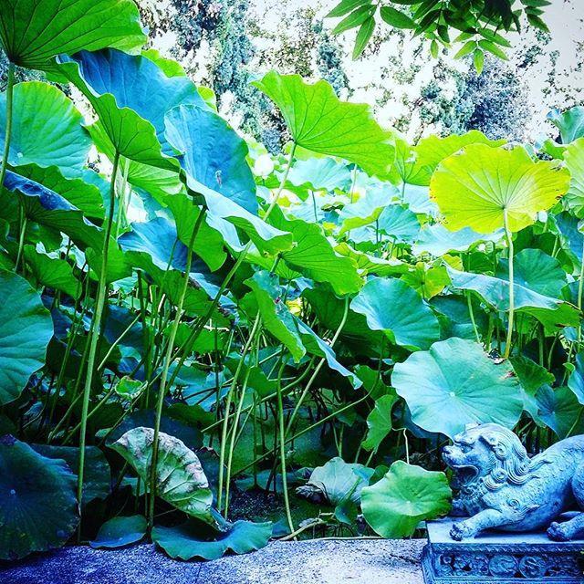 Villa Della Pergola Relais Et Chateaux Alassio Eksteriør billede
